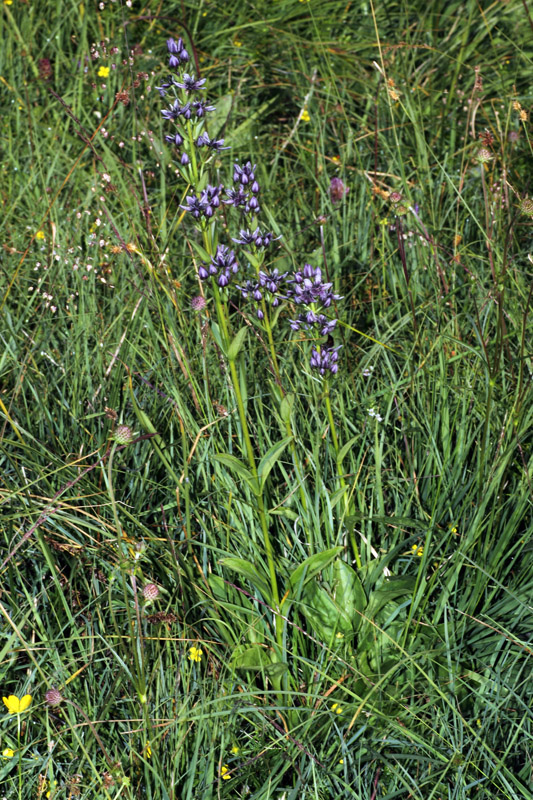 Swertia perennis / Genzianella stellata
